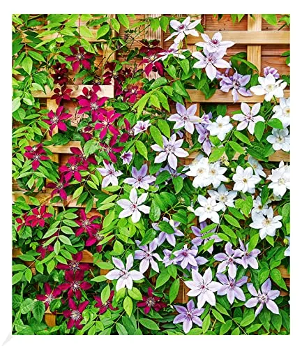 Produktbild BALDUR Garten Winterharte Clematis Triologie