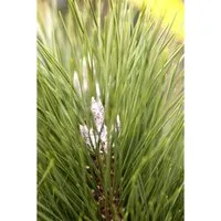 Pflanzen für Dich Konifere Pinus nigra Green Tower, 1 St.