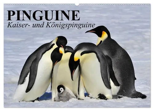 Elisabeth Stanzer | Pinguine - Kaiser- und Königspinguine (Wandkalender 2026) - Erleben Sie die faszinierende Welt der Pinguine im eleganten Wandkalender 2026. Mit beeindruckenden Motiven und hochwertigem Druck ist dieser Kalender ideal für Naturliebhaber und Kunstfreunde.
