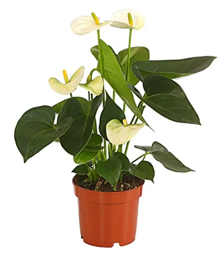 Dehner Große Flamingoblume, Anthurium andreanum, weiße Blüten, ca. 30-40 cm, Ø Topf 12 cm, Zimmerpflanze