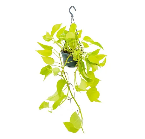 Exotenherz Zimmerpflanze Pflanze zum Hängen leuchtende Efeutute Epipremnum Golden Pothos 14cm