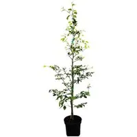 Fagus sylvatica - Rotbuche 175-200 cm - Die Rotbuche ist ein elegantes Laubgehölz, ideal für Hecken und als Solitär. Mit ihrer dichten Krone bietet sie Sichtschutz und beeindruckt durch ihre farbenfrohen Blätter im Herbst. Pflegeleicht und robust für jeden Garten.