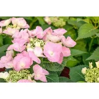 Hortensie 'Frisbee® Pink' 30-40 cm – Elegante Gartenblume - Die Gartenhortensie 'Frisbee Pink' begeistert mit flachen, rosa Blüten und buschigem Wuchs. Ideal für Beete, Kübel oder als Solitärpflanze. Pflegeleicht und blühfreudig von Juni bis September.