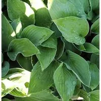 Produktbild Funkie Sharmon - Hosta fortunei