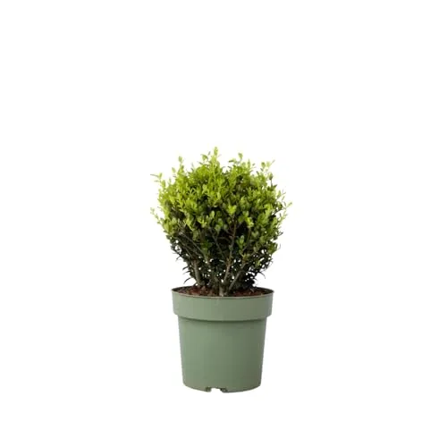 Plant in a Box - Japanische Stechpalme 'Jenny' - Immergrüner Strauch - Immergrüner Strauch, ideal als Buxus-Ersatz, krankheitsresistent und pflegeleicht. Höhe 30-40cm, geliefert im 17cm Topf, perfekt für Ihren Garten.