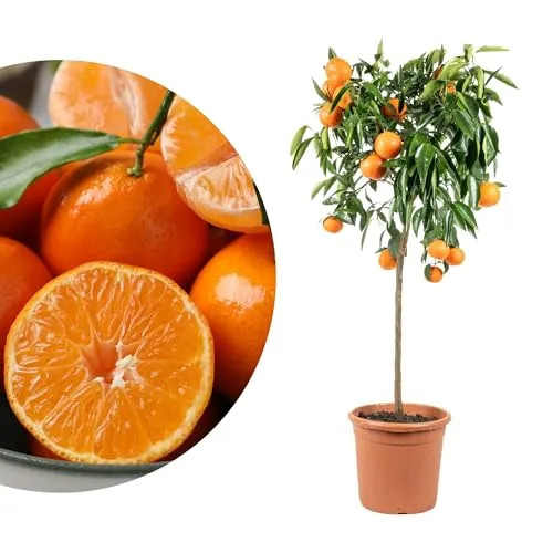 Meine Orangerie Clementinenbaum von Meine Orangerie