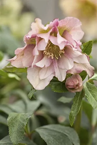 Helleborus x orientalis 'Ballard' 11x11 cm Topf – Winterhart & Mehrjährig & Pflegeleicht – Lenzrose – Staude für Schattenbeet & Kübel