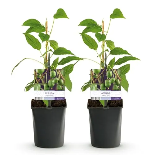GreenboutiQ - Obstpflanze - Kiwi - Actinidia arguta Issai - Grüne Frucht - 2 Pflanzen - Topf 11cm Höhe 40cm