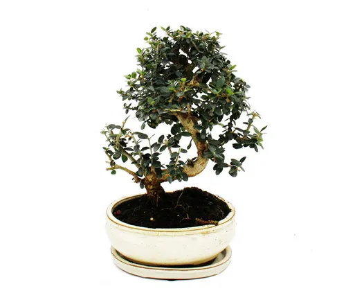 Exotenherz Bonsai Olivenbaum von Exotenherz