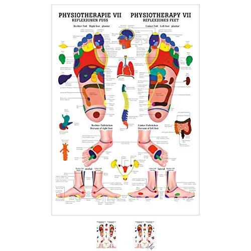 Sport-Tec Reflexzonen Fuß Mini-Poster 34x24 cm - Anatomisches Mini-Poster in 34 x 24 cm, ideal für Klassenzimmer oder Therapieräume. Hochwertiger Druck auf 250 g Kunstdruckkarton, beschriftbar und abwischbar. Perfekt für Lehrzwecke und zur Unterstützung der Ausbildung.