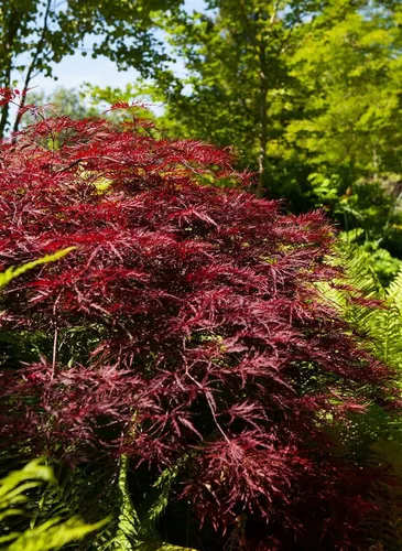 Acer Palmatum Red Pygmy Japanischer Ahorn Rot 125–150 cm in rot von Pflanzen für Dich