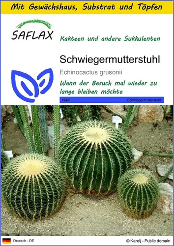 SAFLAX Blumensamen SAFLAX - Anzuchtset - Schwiegermutterstuhl