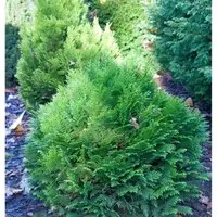 Produktbild Blaue Zwergkugelzypresse Minima Glauca 15-20cm