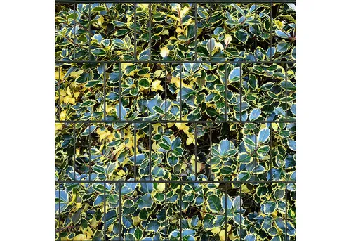 zaunzu Sichtschutzstreifen Lebensbaum 2,5m x 2,0m - Beidseitiger Druck für Doppelstabgitter - Hochwertiger Sichtschutz mit modernem Stechpalme-Motiv für Doppelstabzäune. Robustes, UV-beständiges Polyestergewebe sorgt für Langlebigkeit und einfache Montage. Ideal für individuelle Gestaltung Ihres Außenbereichs.