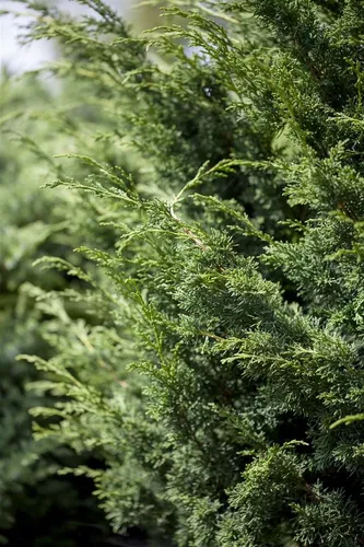 Produktbild Pflanzen für Dich Konifere Juniperus virgin. 'Canaertii'
