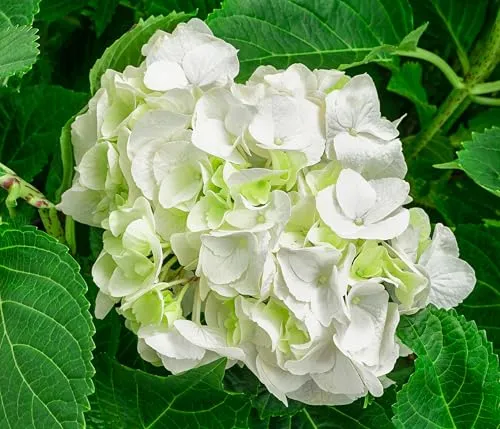 Dehner Bauern-Hortensie, Hydrangea macrophylla, große weiße Blüten - Wunderschöne Bauern-Hortensie mit prächtigen Blüten, ideal für Gärten und Terrassen. Mit einer Höhe von 45-55 cm exkl. Pflanztopf ist sie perfekt als Solitärpflanze oder in Gruppen. Hinweis: Naturprodukte können variieren.