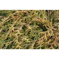 Chamaecyparis Obtusa Kamarachiba Gelbgrün 15–20 cm