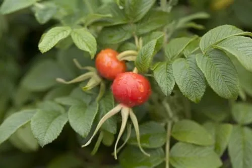 Rosa rugosa 60–100 cm – Winterhart, Mehrjährig, Pflegeleicht – Apfelrose – Heckenpflanze für Garten & Sichtschutz