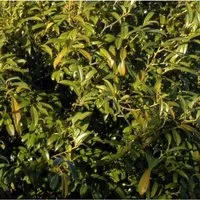 Hochstamm Lorbeerkirsche Sofia 100-125cm - Prunus,aurocerasus