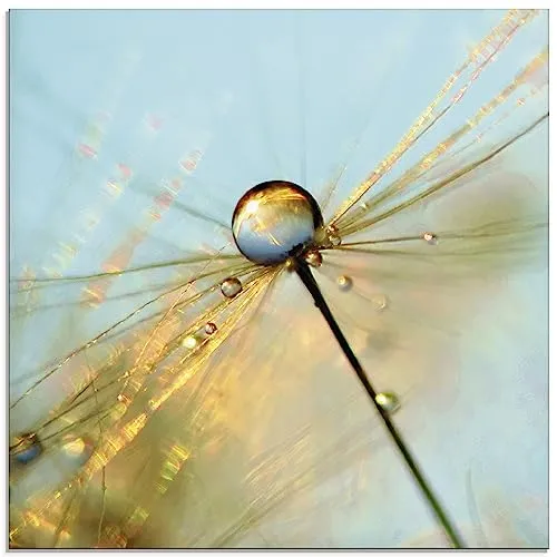 ARTLAND Wanddeko Glasbilder Wandbild Glas Bild einteilig 50 x 50 cm Quadratisch Innere Ruhe Wellness Pflanzen Blumen Pusteblume Dandelion Regen Tau Tropfen T1GF