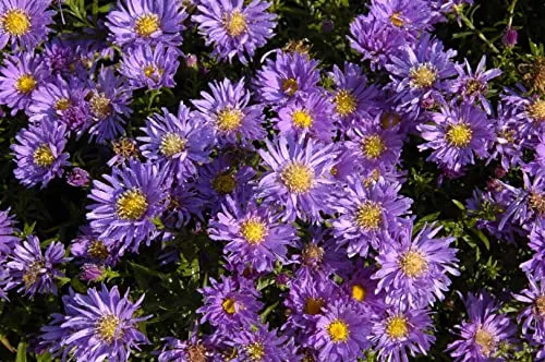 Aster dumosus 'Blaue Lagune' 9x9 cm Topf – Winterhart, Mehrjährig, Pflegeleicht – Kissen-Aster – Beetstaude für Garten & Rabatte