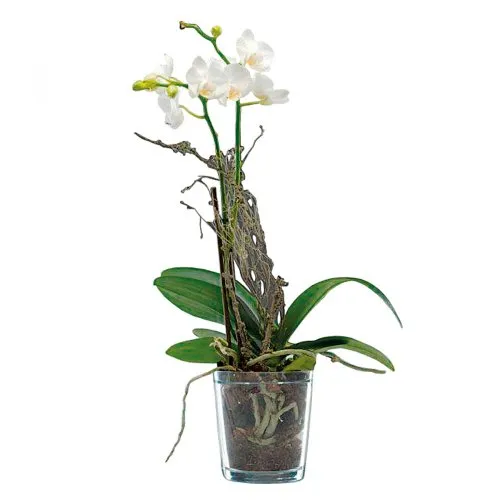 Orchideentopf klar ø12,5cm