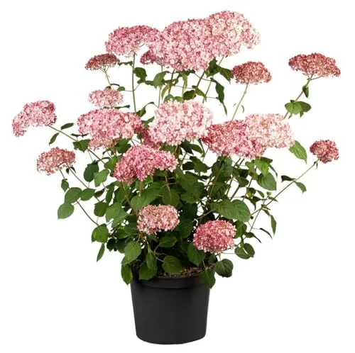 Pflanzen für Dich Hydrangea arborescens 'Pink Annabelle' -R- - Dekorative Blütenpflanze, ideal für halbschattige, windgeschützte Standorte; blüht von Juni bis August in einem strahlenden Rosa.