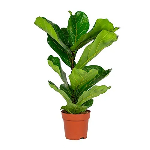 Bloomique