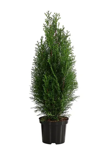 Dehner Hecken Thuja Lebensbaum Smaragd - 40 Pflanzen für Sichtschutz - Immergrüne Zypresse, ideal für sonnige bis halbschattige Standorte, sorgt für einen effektiven Sichtschutz und bringt Farbe in Ihren Garten. Höhe der Pflanzen: 80-100 cm.