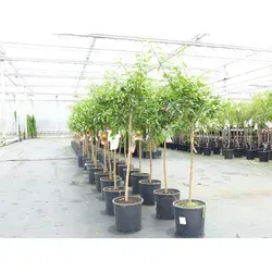 Citrus Yuzu Zitronenbaum 130-150 cm in grün von Grünwaren