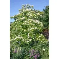 Cornus Controversa Laska Etagen-Hartriegel 50–60 cm - Sträucher mit cremeweißen Blüten und auffälligem grün-weißem Laub, ideal für große Gärten. Pflegeleicht, winterhart und bietet Vögeln Schutz.