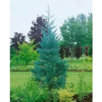 Sequoiadendron Giganteum Glaucum - Blaue Mammutbaum 80–100 cm - Hausbäume: Der Blaue Mammutbaum begeistert mit seiner einzigartigen blaugrünen Nadelfärbung und ist extrem winterhart sowie pflegeleicht, ideal für große Gärten.