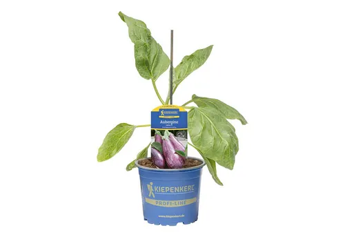 Pflanzen für Dich Gemüsepflanze Aubergine Leire veredelt F1 12cm Topf 4er Set