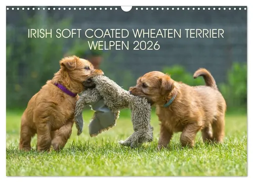 Annett Mirsberger | IRISH SOFT COATED WHEATEN TERRIER WELPEN 2026 - Kalender mit 14 Seiten für Tierliebhaber, zeigt die blonden Iren durch's Jahr und eignet sich perfekt als Geschenk für Hundefreunde.