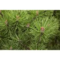 Pinus Mugo Mops - Kompakte Bergkiefer 30–40 cm - Die kompakte Bergkiefer ‘Mops’ ist ein pflegeleichter Zierstrauch mit dichten, tiefgrünen Nadeln. Ideal für Beete, Vorgärten und als Kübelpflanze, bringt sie das ganze Jahr über Farbe und Struktur in Ihren Garten.