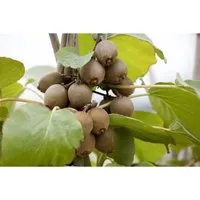 Actinidia Chinensis Solo Kiwi - Selbstfruchtender Beerenstrauch - Beerenstrauch mit duftenden Blüten und vitaminreichen Früchten. Ideal für Spaliere, pflegeleicht und winterhart. Höhe bei Lieferung: 40-60 cm.