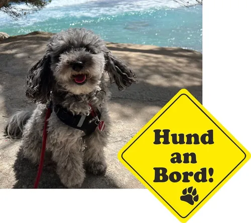 Auto-Aufkleber Hund an Bord I 11 cm I kfz_319