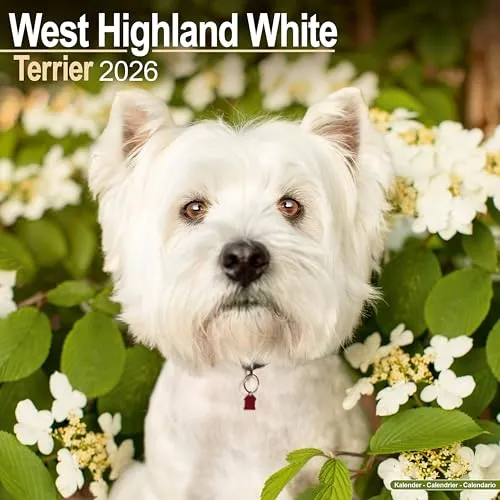 West Highland White Terrier Calendar 2026 Square Dog Breed Wall Calendar - 16 Month