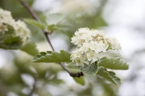 Crataegus laevigata 100-150 cm - Zweigriffeliger Weißdorn - Zierstrauch mit weißen Blüten, bienenfreundlich und ideal für Hecken. Pflegeleicht und winterhart bis -20 °C, perfekt für Gartenanfänger.