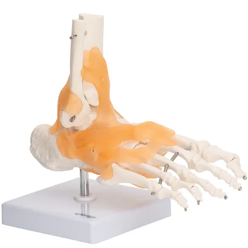 Fußskelett Fuß Anatomie Modell lebensgroß  mit Ligamenten Unterschenkelansätze