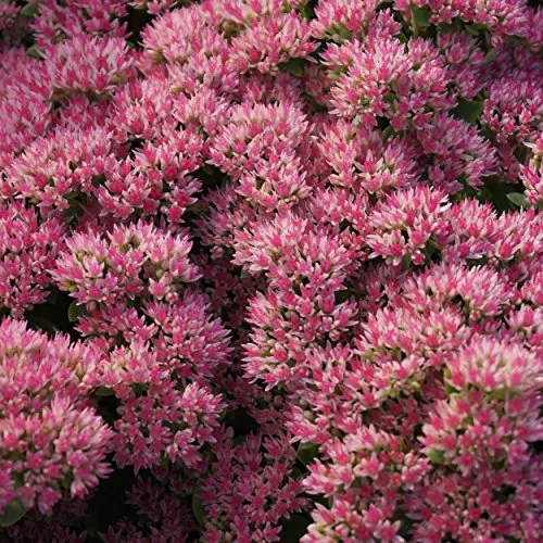 Blumixx Stauden Sedum Telephium-Hybride 'Herbstfreude' – Hohe Fetthenne, braunrote Blüte, winterhart & pflegeleicht, insektenfreundlich, für Beet & Kübel, Blütezeit Spätsommer-Herbst