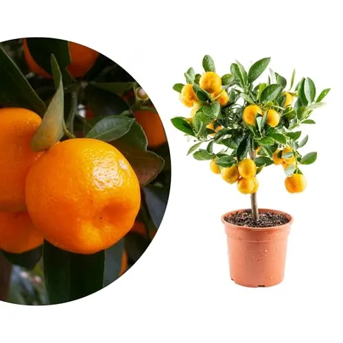 Bäume von Meine Orangerie