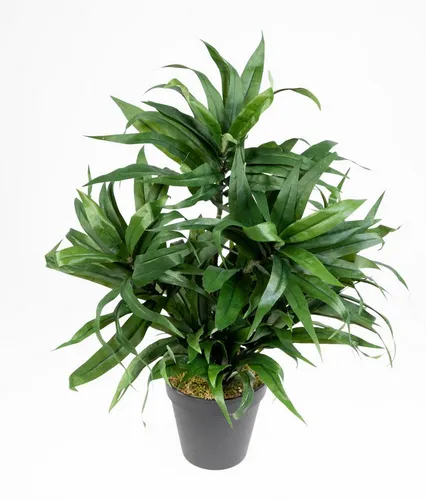 Kunstpflanze Dracena 42cm im Topf DA künstliche Pflanzen Palmen, Seidenblumen Roß, Höhe 42 cm, Grün