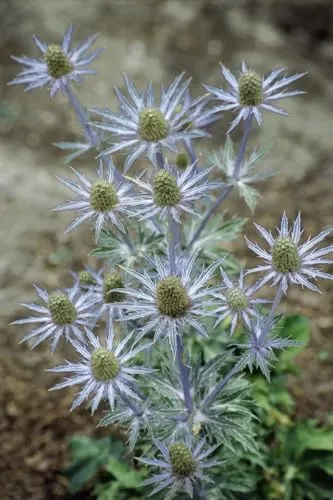 Eryngium planum 9x9 cm Topf – Winterhart, Mehrjährig, Pflegeleicht – Flachblatt-Mannstreu – Staude für Beet & Steingarten