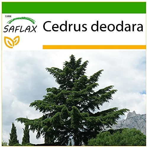 SAFLAX - Himalaya Zeder - 35 Samen - Mit keimfreiem Anzuchtsubstrat - Cedrus deodara