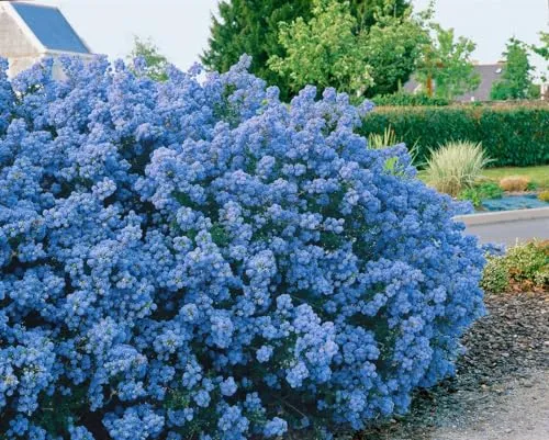 Ceanothus Puget Blue Säckelblume Blau 40–60 cm - Sträucher mit leuchtend blauen Blüten von Mai bis Juni, pflegeleicht und winterhart, ideal für Kübel und Rabatten, zieht Bienen und Schmetterlinge an.
