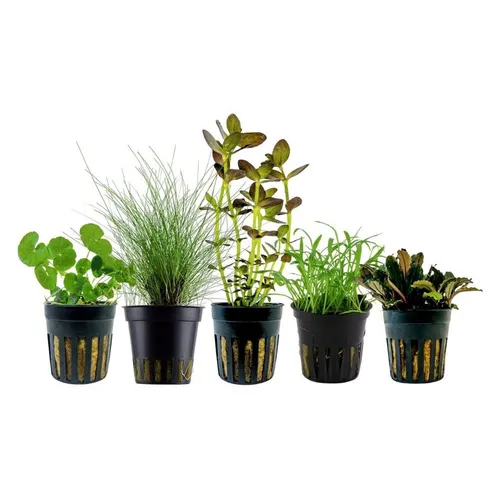 Aquaone Wasserpflanze Set mit 5 Einsteigerpflanzen Nr.220 von AquaOne