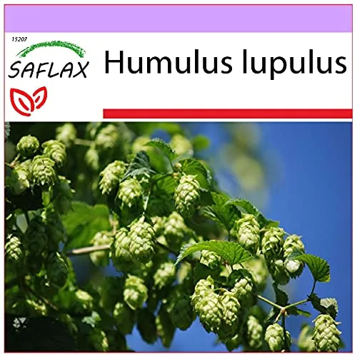SAFLAX - Heilpflanzen - Echter Hopfen - 50 Samen - Humulus lupulus