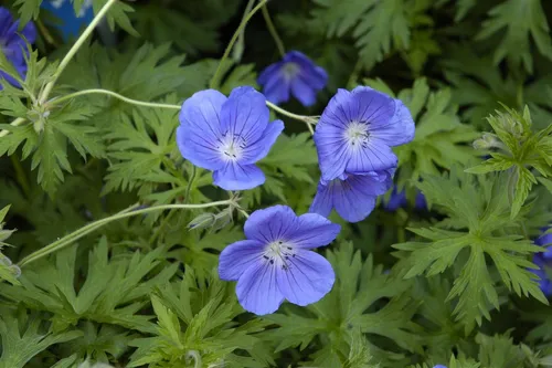 Pflanzen für Dich Staude Geranium pratense 'Orion', 1 St., Wiesen-Storchschnabel
