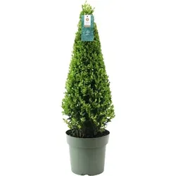 Echte Stechpalme Pyramide | Ilex crenata 'Jenny' | 55 cm hoch | Buchsbaum Ersatz